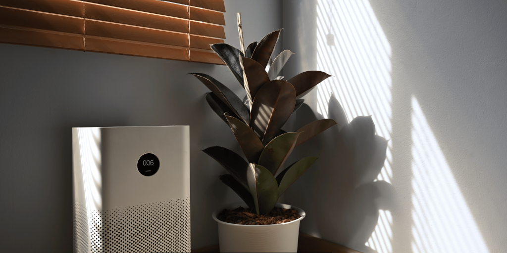 Air Purifying Houseplants